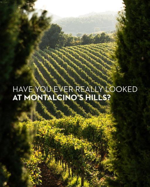 Have you ever really looked at Montalcino's hills?

Where vineyards climb between 250 and 450 meters, where clay and silt soil meets temperature swings between scorching days and cold nights.
This is where Greppone Mazzi Brunello di Montalcino DOCG comes from.
The slopes shape how the vines grow. Intensity from below, finesse from above. Sangiovese Grosso that becomes wine built to last decades.

Swipe to explore the estate. Taste what it becomes.

•

Avete mai osservato davvero le colline di Montalcino?

Lì dove i vigneti si estendono tra i 250 e i 450 metri, dove il terreno argilloso e limoso incontra gli sbalzi di temperatura tra giornate calde e notti fredde.
È da qui che proviene Greppone Mazzi Brunello di Montalcino DOCG.
I pendii modellano la crescita delle viti. Intensità e finezza. Sangiovese Grosso che diventa vino destinato a durare decenni.

Scorri per esplorare la tenuta. Assapora ciò che ne deriva.

#Ruffino1877 #GrepponeMazzi #BrunelloDiMontalcino #Montalcino #TuscanyWines