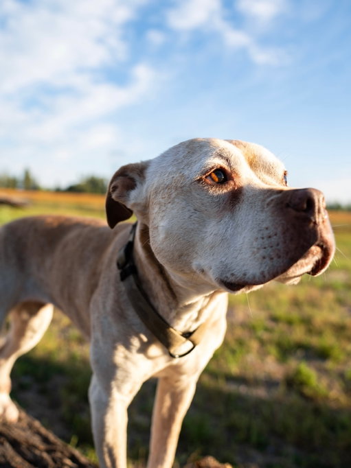 On Monday we said goodbye to my best friend, my sweet angel face, the bestest girl in the world, my baby Kaia. I knew this day was inevitably coming, and as much as you try to prepare yourself, you just can’t. I lost a giant and most important piece of my heart this week. She was quite literally my everything. 

Kaia was rescued at only about 7 weeks from a very neglectful home in Philadelphia. And I am just so grateful and happy that I could be the one to show her what real love is. And in return she gave that back to me times 100. For the last 15 years she has been through everything with me, the highs of living the best life, and she was my rock that got me through some very hard spots in my life. She was able to just fix everything just with her happy smile. 

She was an incredible athlete. She literally could run up a wall to grab something, could dive head first in water and retrieve dive sticks underwater. But boy did she LOVE water. You couldn’t keep this girl out of water if you tried. We did a hike in Banaff and there was about 4 miles that the trail followed right next to the lake. We walked while that girl swam next to us the entire damn way (pic 19). She also had a thing for trees. Not sure if it was love or a pure hate that she would just kill any tree that looked at her the wrong way. And this girl was a big napper. Nappy time in either one of her favorite lovesacs was her favorite. 

She went everywhere with me…if you saw me, you saw Kaia. We were inseparable. And as much as I’m am so grateful for the long, beautiful life with her, I’m am beyond devastated. But even knowing the tremendous heartache that comes losing you, I would do that all over again. There is no love more pure, beautiful and simple that you get from a dog. And Kaia was the purest love of all. 

I love you Kaia, a piece of me died with you. I used to be scared of death, but honestly I’ll be excited for that day because I know I’ll get to see you and my boy Dboh again. I hope you have all the rivers, lakes, sticks and lovesacs up there. I’ll miss you forever and I can’t wait to see you again my sweet girl. Rest well my bestest friend, my little baby girl. 

Kaia Forever ♾️ ❤️