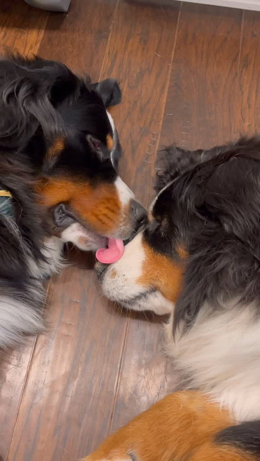 4 years ago today, we said goodbye to our sweet old girl, Gita. Not a day goes by that we don’t miss our big girl 💜🌈

This video was taken just a few hours before she passed. Weller has never been much of a licker, but he would not stop licking her face that morning. I think he knew she was sick 🥺

Weller adored her from the moment he first laid eyes on her. The feeling wasn’t exactly mutual at first, but he quickly won her heart over and they spent the best 13 months together.

Miss you, Big Geet 🥹💜