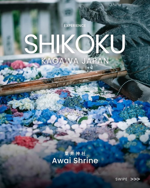 【約3,000株のあじさい】梅雨を彩るあじさいの宮

【3,000 Hydrangeas in Bloom】A Shrine Colored by the Rainy Season

EXPERIENCE｜Bringing you moments from Shikoku.
 @shikokutourism

📍 Awai Shrine｜Kagawa Prefecture

One of Kagawa’s best hydrangea spots, Awai Shrine is home to 3,000 hydrangeas across 50 varieties.
It is also known as the “Hydrangea Shrine” and “Hydrangea Temple.”

The shrine grounds and walking paths are filled with blooms in shades of blue, purple, and pink.
The flower-filled hand-washing basin, floating with colorful hydrangeas, is almost too pretty not to photograph💖

During the Hydrangea Festival held every June, sacred kagura performances are dedicated at the shrine, creating a breathtaking atmosphere.
Water fortunes and festival-only goshuin stamps are also part of the experience.

A special moment you can only encounter during Japan’s rainy season.

・Photo by  @kamikoji one_and_only_no_name @tokushimagoshuin @weapon._.sxaxnxd
・Kagawa Prefecture Official Instagram @udonken_kagawa
ーーーーーーーーーー
A discovery hub connecting you with Shikoku.
Find more ways to explore on our profile 👀
Tag #my_shikoku and share the special moments you discover 📸
ーーーーーーーーーー

EXPERIENCE｜四国の瞬間を、あなたに。
 @shikokutourism

📍 粟井神社｜香川県

約50種類・3000株の紫陽花が咲き誇る香川県有数の名所・粟井神社。
「あじさいの宮」や「あじさい寺」とも呼ばれています。

青や紫、ピンクなどの花々で彩られる、境内や遊歩道。
色とりどりの紫陽花が浮かぶ花手水は、つい写真に収めたくなる可愛さです💖

毎年6月に開催される「あじさい祭り」では神楽の奉納も行われ、
その荘厳な光景に目を奪われます。
水みくじや祭り限定の特別御朱印も見逃せない魅力のひとつ。

梅雨の時期だからこそ出会える、今だけの体験を味わってみませんか。

・Photo by  @kamikoji one_and_only_no_name @tokushimagoshuin @weapon._.sxaxnxd
・香川県公式Instagram @udonken_kagawa
ーーーーーーーーーー
四国とあなたをつなぐ新発見メディア。
プロフィールから四国の楽しみ方をチェック👀
#my_shikoku を付けて、 四国で出会った特別をシェアしてください📸
ーーーーーーーーーー

#visitshikoku 
#explorejapan #hiddenjapan 
#日本旅遊 #일본여행 #เที่ยวญี่ปุ่น