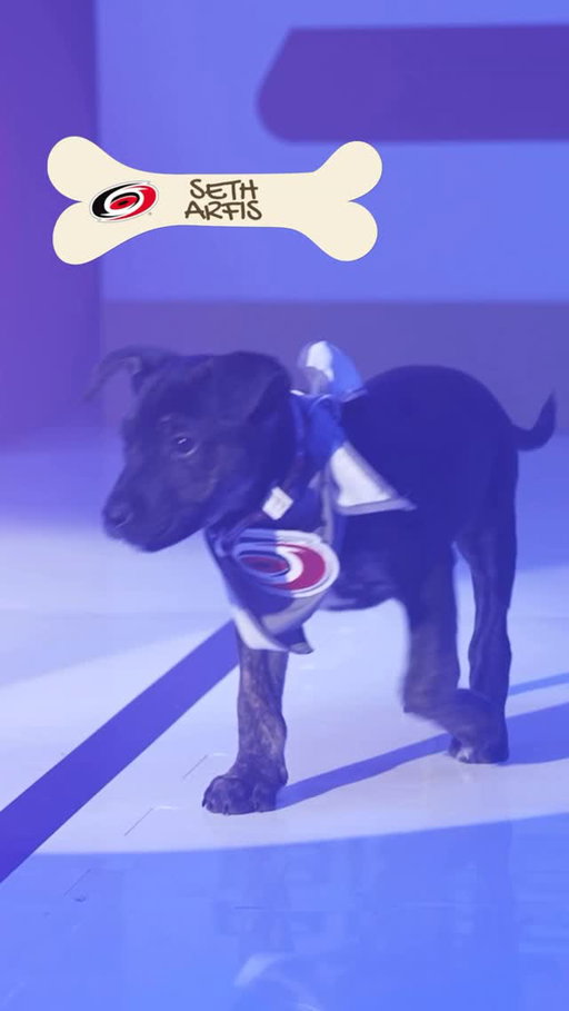 Release the pups! 🐶 #StanleyCup

Watch Stanley Pup June 8 at 9:30p ET on @trutv and @hbomax in the U.S. or 8p ET on @sportsnet 360 in Canada.

@halocollar | @bissellclean | @brandywinespca