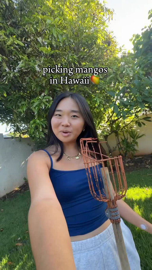 picking mangos in Hawaii🥭 #mangoseason #cuttingmango #livinginhawaii #hawaiilife #hawaiivlog