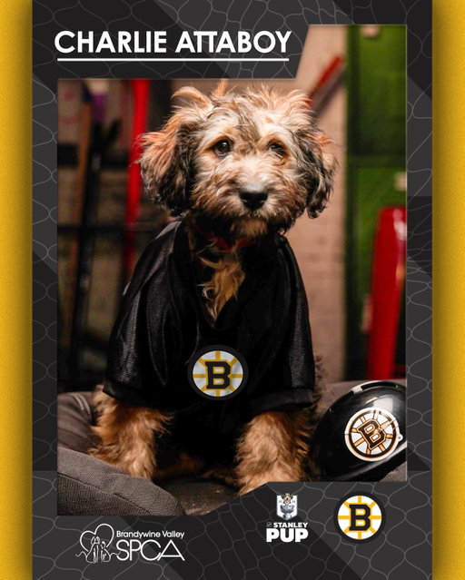 Introducing the Pups of the Atlantic! 🐶 #StanleyCup 

Tune in to Stanley Pup TONIGHT at 9:30p ET on @trutv and @hbomax in the U.S. or 8p ET on @sportsnet 360 in Canada.

@halocollar | @bissellclean | @brandywinespca