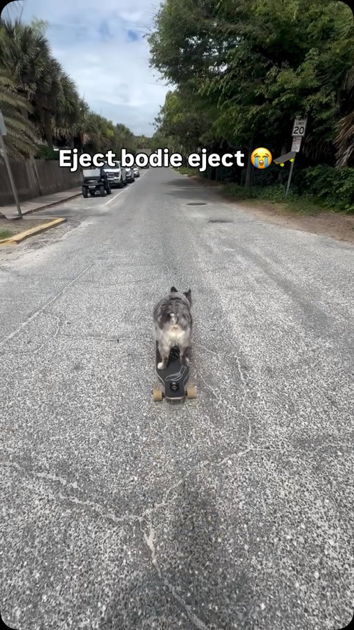 Just a skating player 😭

(Via: @bohdibythesea & @justintimeforgoodvibes )

#fluffy #pets #dogs