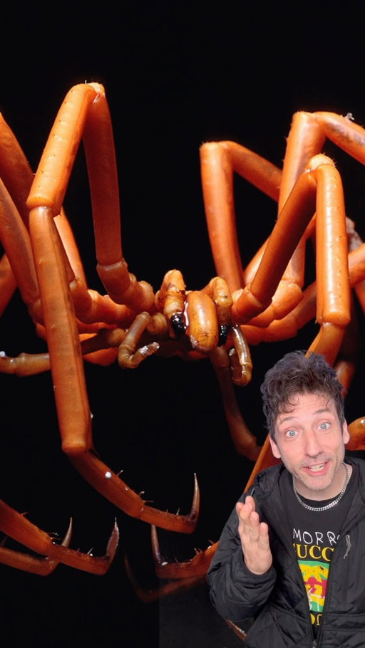 Sea Spiders are REAL 👀 #funfact #didyouknow