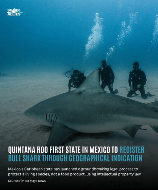 The initiative aims to shift the economic value of the bull shark from that of fishing to the renewable and sustainable sector of tourism activities. Governor Mara Lezama says the process will protect the bull shark and promote its responsible use through sightings in its natural habitat.⁠

Governor Lezama pointed out that the proposal will contribute to environmental balance, strengthen the conservation of marine biodiversity, and generate local development opportunities for communities linked to tourism.⁠
⁠
The process is in the beginning stages. If successful, it would make Quintana Roo the first state in Mexico and (probably) the first in the world to give protection to a marine species as a regionally significant product.⁠