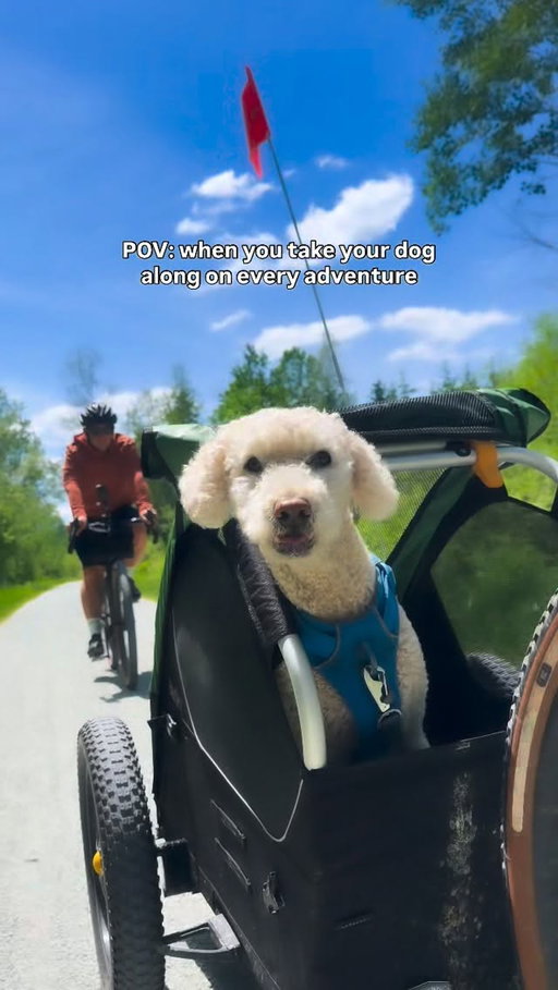 Never leave the pup behind 🚲