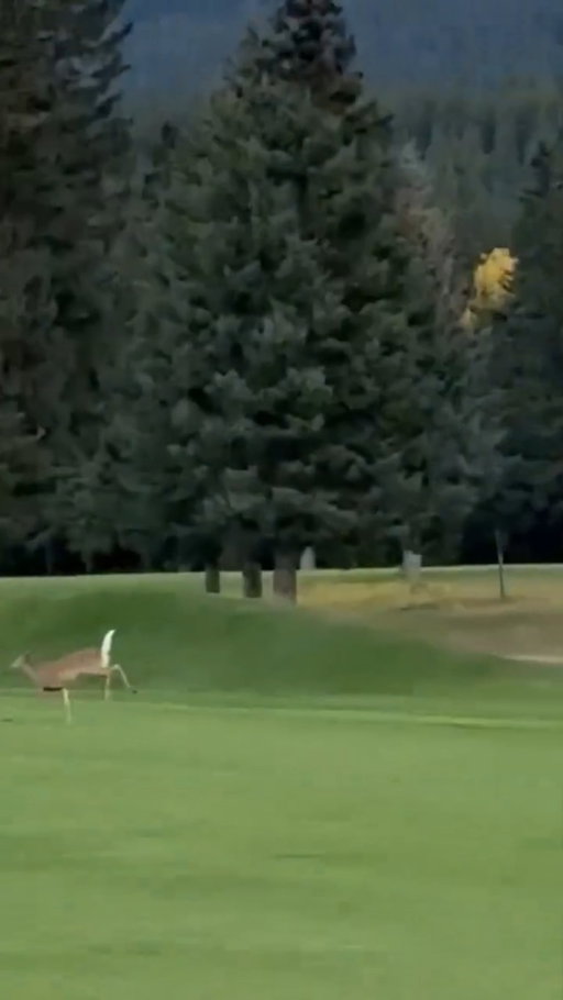 Sometimes you're the hammer. Sometimes you're the nail. In the case of the deer, you're the nail. 

🎥: @randiwardle