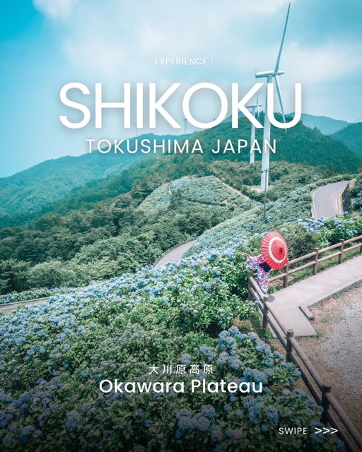 【約3万株】青空の下、紫陽花と風車が魅せる壮大な景色

【30,000 Hydrangeas】Hydrangeas and Windmills Beneath Blue Skies

EXPERIENCE｜Bringing you moments from Shikoku.
 @shikokutourism

📍 Okawara Plateau｜Tokushima Prefecture

As far as the eye can see in every direction, 30,000 colorful hydrangeas bloom across the highlands.
At about 1,020m above sea level, this spot is known as one of the closest places to the sky in Tokushima City. Windmills and hydrangeas create a stunning view together.
At night, the sky fills with stars, and the hydrangeas glow softly beneath them.

The hydrangeas at Okawara Plateau are usually best in early July.
On clear days, you can also see the Naruto Bridge and the city of Tokushima in the distance✨
Why not visit and enjoy the hydrangeas in full bloom after the rainy season?

・Photo by @__r_grm @eisho_photo823 @onikuya_gram @oda_taka_photo 
・Tokushima Prefecture Official Instagram @tokushima_awanavi
ーーーーーーーーーー
A discovery hub connecting you with Shikoku.
Find more ways to explore on our profile 👀
Tag #my_shikoku and share the special moments you discover 📸
ーーーーーーーーーー

【約3万株】青空の下、紫陽花と風車が魅せる壮大な景色

EXPERIENCE｜四国の瞬間を、あなたに。
 @shikokutourism

📍 大川原高原｜徳島県

360度見渡す限り、約3万株の色鮮やかな紫陽花。
標高は約1,020m。徳島市で最も空に近いと言われる高原に、風車と紫陽花が織りなす壮大な景色が広がります。
夜になると満天の星空が広がり、その下で輝く紫陽花は、息をのむほどの美しさです。

例年7月上旬に見頃を迎える、大川原高原の紫陽花。
晴れた日には、遠く鳴門大橋や徳島の街並みを一望することもできます✨
清々しい梅雨明けに、満開の紫陽花を見にお出かけしませんか？

・Photo by @__r_grm @eisho_photo823 @onikuya_gram @oda_taka_photo 
・徳島県公式Instagram @tokushima_awanavi
ーーーーーーーーーー
四国とあなたをつなぐ新発見メディア。
プロフィールから四国の楽しみ方をチェック👀
#my_shikoku を付けて、 四国で出会った特別をシェアしてください📸
ーーーーーーーーーー