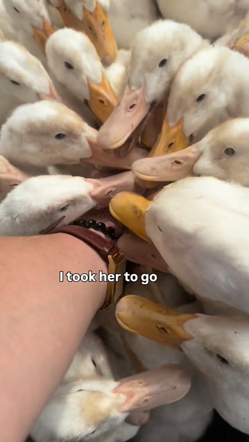 Quack attack. 🤣🤣🤣 I have never laughed so hard in my life.