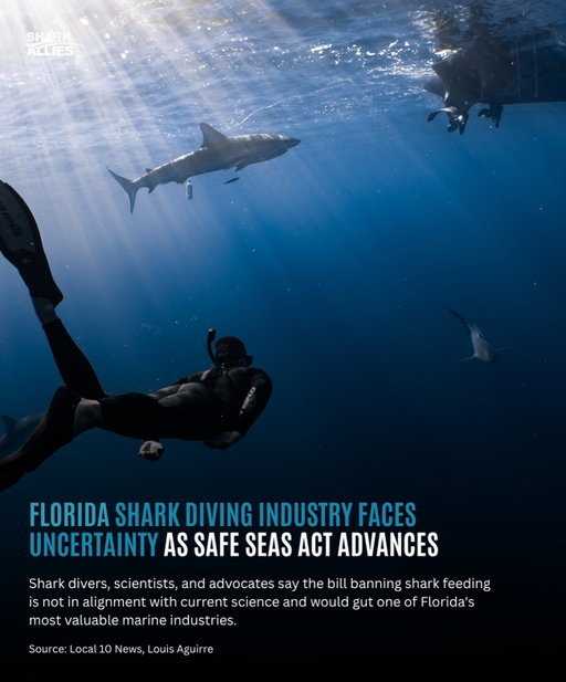 Thank you, @louisaguirre for reporting on this issue. It is indeed appalling that the fishing industry is going after sharks and shark tours, once again. Chumming for fishing (and killing) of sharks all over the state and even from the shore is ok, but feeding small amounts in one location, far offshore, is somehow detrimental? The double standard is beyond logic. And the science doesn’t support this “spin”. Fishing grounds have been depleted by overfishing by the super predator - HUMANS, not by natural predators. 

What used to be “normal” has been forgotten - normal would have been sharks on every dive and every fishing trip. Calling it a “Save Seas Act” is an attempt to wrap this in a digestible argument to fool people into thinking this is in the interest of the public. Far from it. If chumming is a safety issue, then banning shore fishing would be the logical place to start.

Add your name to the petition and find the link to the bill HR 3821 (shark feeding and tours) and S.2314 SHARKED Act of 2025 (shark depredation) in the link in bio.

Contact your senator to express your support for shark tours and opposition to bills aimed at reducing shark populations.