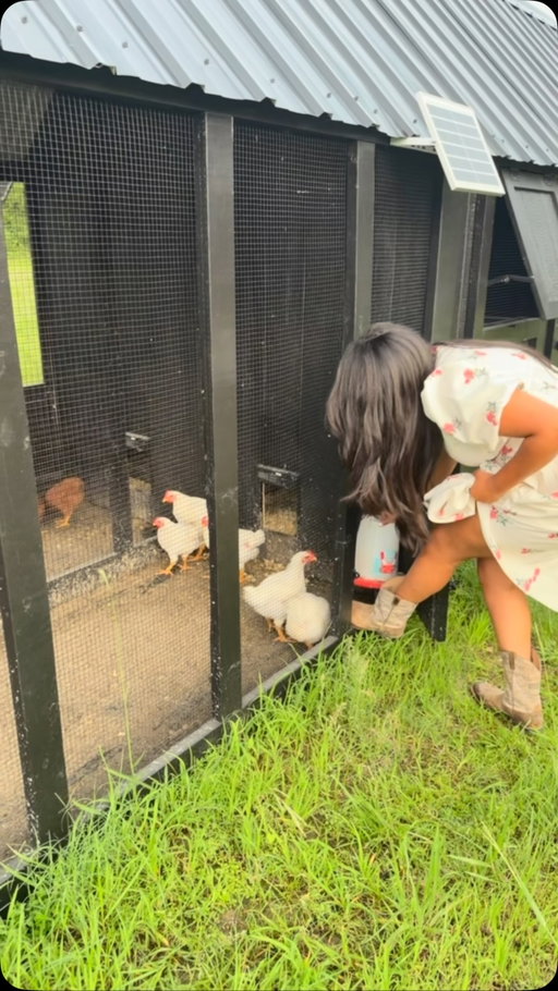 So excited to share the start of my homesteading journey with you guys. 🤎

This is something I’ve always wanted to do, but I never felt completely prepared. One day I decided to stop waiting and just start.

From bringing home tiny chicks to raising, feeding, and caring for them right here on our land, this experience has given me a whole new appreciation for where our food comes from. We did our best to give these birds a good life, and it’s incredibly rewarding to know exactly how the food on our table was raised.

This is only the beginning, and I’m excited to continue growing our homestead and sharing the journey with y’all. 🌱🐓

If you have any questions about the process, leave them in the comments below—I’ll be answering them throughout the day! #HomesteadingWithKoryn #homestead #livestock #farm