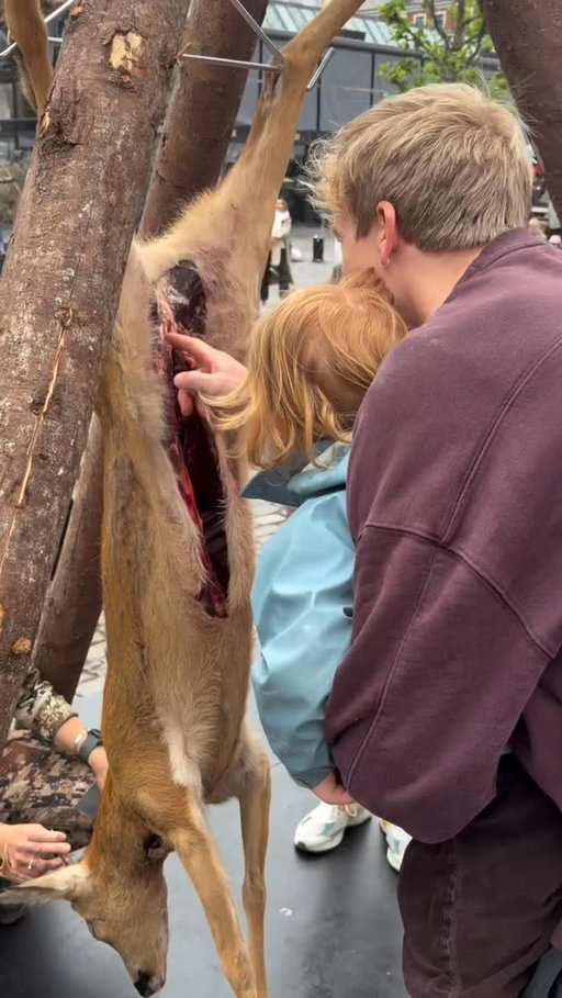 This is the way. 

A crowd gathered in Denmark to watch wild game being processed and prepared, showing the next generation where food comes from and how an animal becomes a meal.

It's a practice that predates recorded history and one that's still worth passing on.

🎥: @jaegerinden_