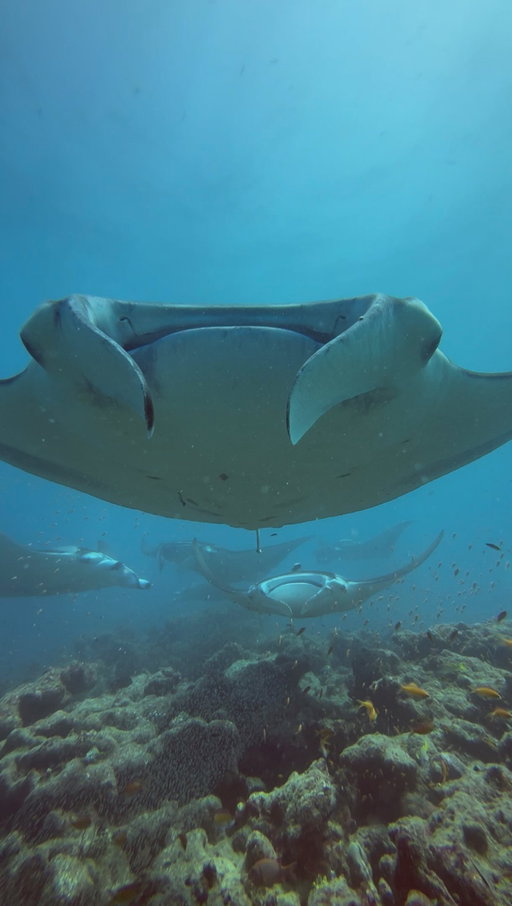 These encounters truly happen if you respect and appreciate nature.

We were on a dive with my mom at a manta cleaning station, but seeing this with my own eyes is something I will never forget. But with diving comes a significant responsibility.

This was a cleaning station, where many species of reef fish came to clean the mantas of parasites.

We stayed gently at the edge of the station, hovering above the coral without damaging anything, and were not chasing them, touching them, or doing anything that could disrupt their natural behaviour, or coming too close, because they were so comfortable with us that they came all the way to us.

However, online, you can see people and influencers and mantas being touched and chased just for a good video, and this should not be normalised. 

Don’t support unethical places that allow such things, and always educate yourself before booking with an operator.

Also, this July I will be hosting a conservation trip in Bali, where we will also be going to talk about ethical diving with mantas while also contributing to real manta conservation, so I hope to see you there🧜‍♂️

#nature #ocean #diving #viral #shotoniphone