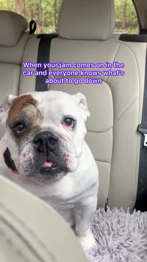 Wait for it.....😂🎶🙌🏻.
.
#igloo #dancing #dancer #dancelife #dogmom