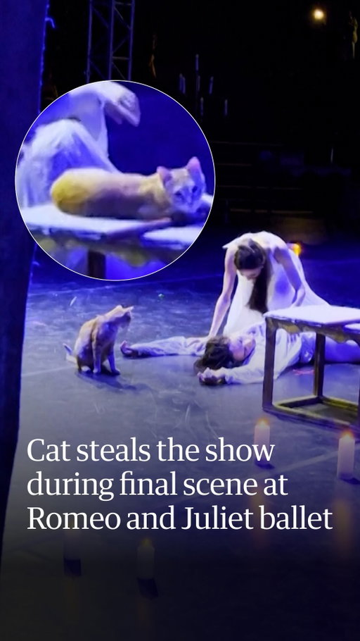 A cat decided it was the main character during the final scene of a Romeo and Juliet ballet performance by the Imperial Russian Ballet Company in the Turkish city of Izmir. 

The cat entered the open-air theatre and took to the stage, where it decided to lie down, lick itself, and claw at Romeo’s hair. It also climbed atop one of the props as the performers kept going, despite chuckles from the audience.