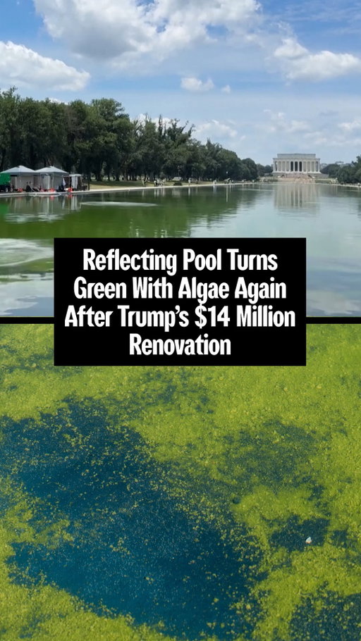 Green algae is once again visible at the Lincoln Memorial Reflecting Pool in Washington, DC, just days after a multimillion dollar renovation project ordered by President Donald Trump finished. The Interior Department said the algae was “residual” and from supply lines that were dormant during eight weeks of construction.