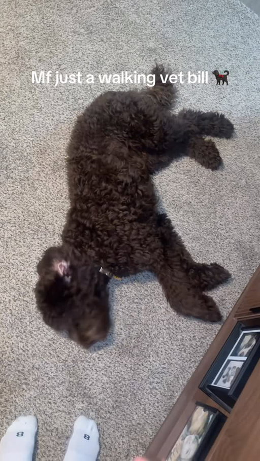 How you forget to breath 🤦🏾‍♂️🤦🏾‍♂️🤦🏾‍♂️🤬 #Tantrum #DogProblems #SmartDog #faint #Vetbill