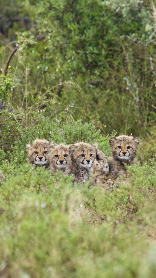 We even saw newborn cheetah cubs 😭🐆 9 in total!!! We had been on the hunt for cheetahs all day and were ready to head back to the lodge. Knox kissed his lucky pants and said “I’d walk all night in my trunks barefoot to see a cheetah” haha. We didn’t give up the search and found a mom and her newborn cubs right before sunset. Knox has been obsessed with cheetahs for years now. He’s been a cheetah for Halloween 3 years in a row, wears cheetah pjs every night, sleeps with a cheetah stuffy, has a cheetah print boogie board, and knows more cheetah facts than any 7 year old I know. To put it in his words “this is gonna be huge”. And it was. Thank you @stanley_safaris and @kwandwe_ for making his dream come true!!!