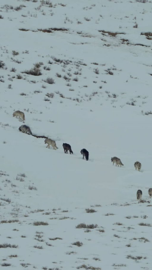 9 members of the Wapiti Lake Pack move through the snow. I’m always so amazed with how effortlessly they seem to move across the landscape. Their paws act like snowshoes as they trot across the powder. Winters are nomadic for wolves, you could say they’re built for it. This is the time of year when pups are finally big enough to take on more distance, their worlds expand and they get to see more of their territory. I’m already looking forward to winter here, with them. 

In the lead is the uncollared white female. Behind her is 1270M, an uncollared gray yearling, 1409M (with a slight limp), 1267F, and more of the gray yearlings some of which were newly collared when I was there: 1578M, 1579F and 1580F.

*these yearlings are now two year olds!