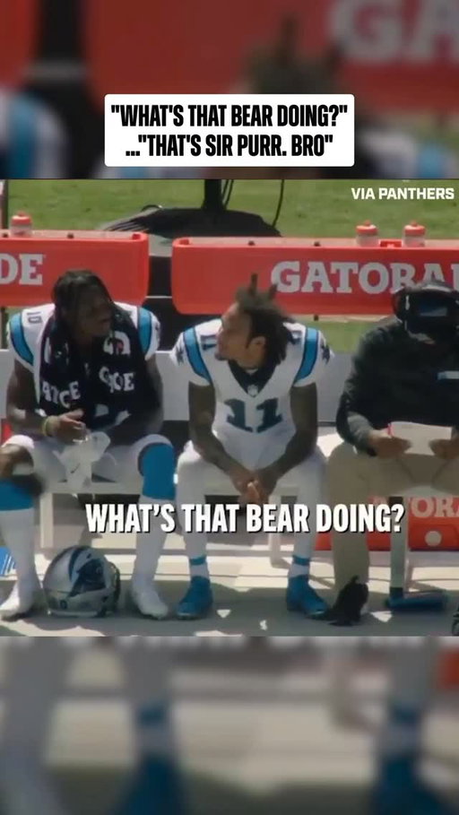 friendly reminder that @sirpurr is not a bear 😂