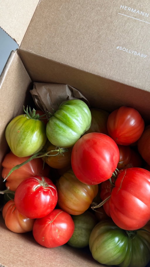 DON’T LET YOUR GREEN TOMATOES GO TO WASTE! 🍅 follow Nonna’s tips so you can preserve and enjoy your tomatoes for MONTHS!

there are many ways to ripen tomatoes, but this is how she does it. 

Step 1
Wrap each tomato individually in brown paper or a sheet of newspaper. The paper prevents the buildup of ethylene gas produced by ripening tomatoes, which speeds up ripening, from affecting the rest of the tomatoes.

Step 2
Place the wrapped tomatoes in a box, stacking them no more than two to three layers deep.
Store the box in a 55-degree Fahrenheit location. Warmer temperatures speed up ripening while lower temperatures cause the fruit to develop less flavor.

Step 3
Check the tomatoes weekly and remove any that have ripened fully. Regularly removing the ripe tomatoes prevents the ethylene gas from affecting the remaining stored tomatoes, allowing the rest of the tomatoes to ripen slower.

#gardening #nonna #reducefoodwaste #gardeninghack #sustainabilitytip