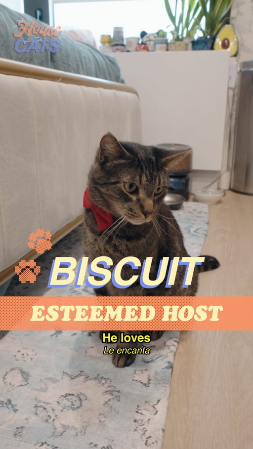 Meet Biscuit in Williamsburg. 

Our very first HOUSE cat brought to you with our friends @smallsforcats