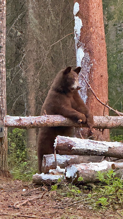 Safe to say the Canadian bears were big fans of my Honey Hog!