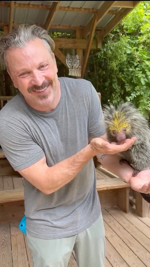 This cutie is the Mexican hairy dwarf porcupine. They spend most of their life up in the tree, using their prehensile tail as an extra limb.

Their quills are situated under their very soft fur. And, as I found out, they are barbed. So, while they don’t shoot out their quills (that’s an urban myth), they can get caught in your skin very easily.

#mexicanhairydwarfporcupine #porcupine #wildlifefacts #animallover #cuteanimals