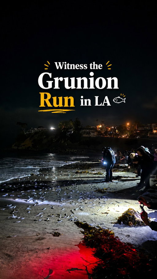 The grunion run has been on my LA bucket list for a while, and it did not disappoint. 🐟 Cabrillo Marine Aquarium hosts select nights throughout the year where you can learn about these unique fish, explore the aquarium, and head to the beach for a chance to witness the grunion run in person.

Just keep in mind there’s never a guarantee you’ll see grunions on any given night and some nights have a much bigger turnout than others. Also, don’t forget to bring a jacket because it gets chilly once you’re out on the beach at night.

#thingstodoinlosangeles #losangeles #la #reels #ᴇxᴘʟᴏʀᴇᴘᴀɢᴇ