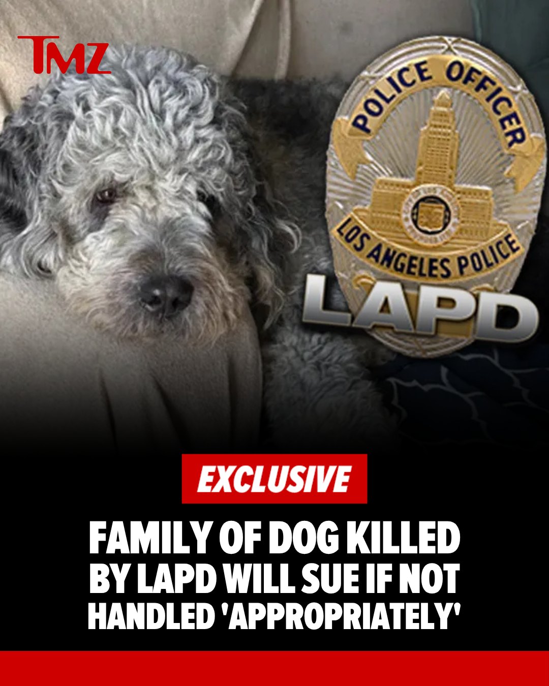 🚨 EXCLUSIVE: The family of the doodle shot and killed by the Los Angeles Police Department during a New York Knicks celebration says they will sue if the LAPD doesn't admit to their wrongdoing ... TMZ has learned.

The dog's family tells TMZ his owner, Marie Marseille, has hired an attorney as an investigation is underway over the shocking shooting of the beloved 2-year-old poodle mix named Jameson on Saturday ... and she's ready to put up a fight against the LAPD so Jameson gets justice.