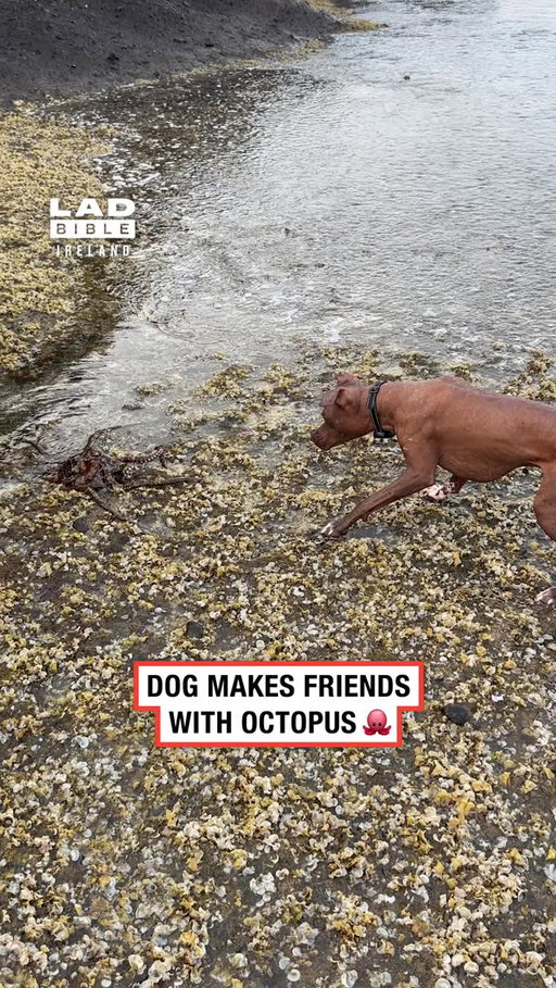 An unlikely duo 😂🐙⁠
⁠
🎥 contentbible⁠
⁠
#Ireland #irish #trending #irishhumour #dogs