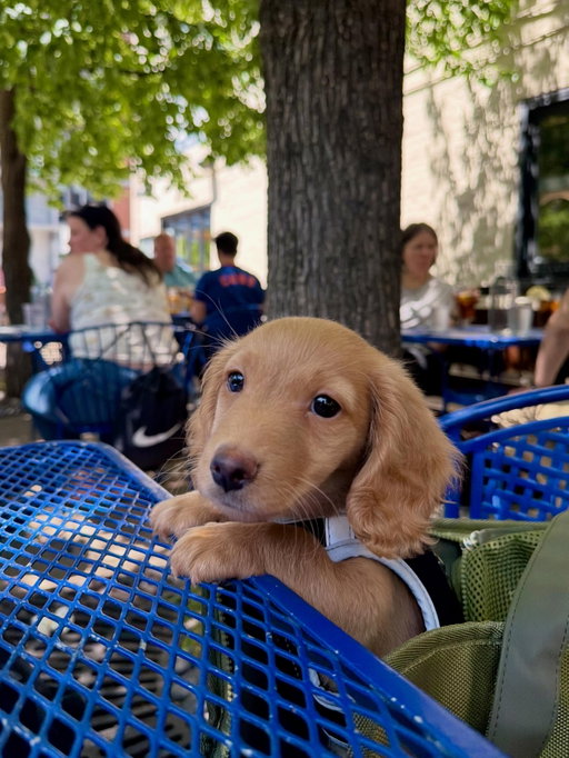in honor of national dachshund day, here’s a little Diego appreciation dump 🌭🐶

#dachsundsofinstagram #dachshund #dachshundgram #chicagodog