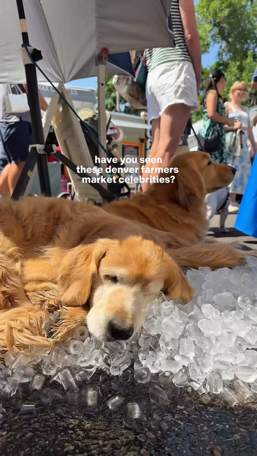 it’s farmers market season + the @fivefreedomsdairy girls are out! 💛 the sweetest + calmest dogs — find them at the highlands farmers market on Sundays!

#colorado #denver