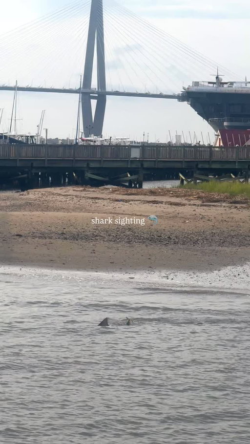 shark sighting in Charleston 🦈 

☀️ First day of summer