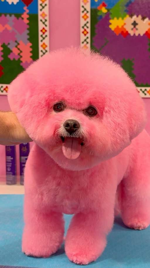 Because why would you not want a pink bichon?!
.
#bichon #dogs #doggrooming