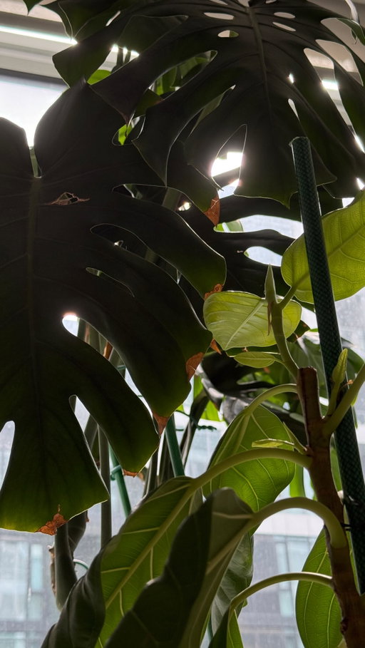 A quick walkthrough of my humble abode🙂‍↕️

#decor #homedecor #houseplants #interiordesign #homeinspo 

decor, homedecor, interiordesign, interiorstyling, cozy, cozyhome, homeinspo, organicmodern, plants, houseplants, myhome, instahome, boyapartment, apartment, ambientlighting, ambient, cozyhomes, aesthetichome, design, lifestyle, boyloft, loft, renterfriendly, smiski,