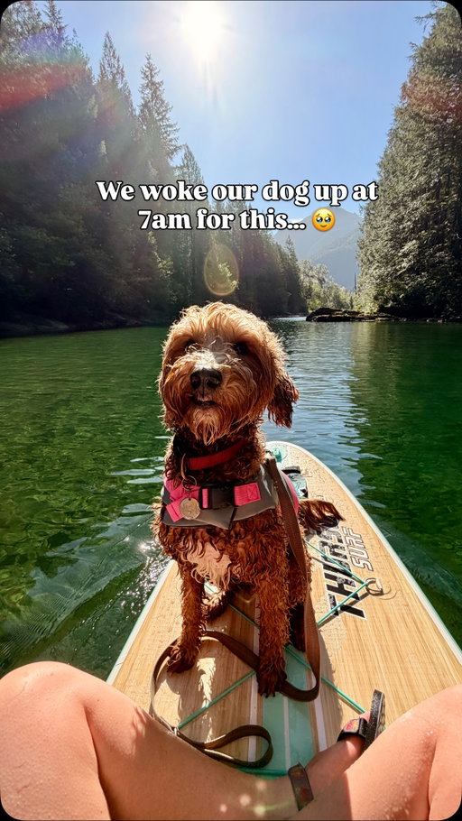 The way she gets up straight away 🥹
📍Beautiful British Columbia

🚣‍♂️🐶💧

#goldendoodlesofinsta #britishcolumbiacanada