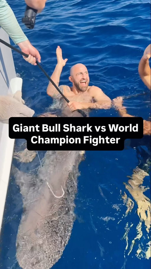 How many bull sharks would it take to defeat UFC World Champion Alexander Volkanovski? 🦈

Just another day for me swimming with 2 apex predators 🤣

#shark #fishing #fish #seafood