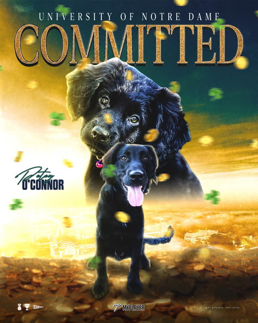 COMMITTED. The goodest boy is going GOLD. Petey O’Connor and his owner are Transferring to Notre Dame baseball. Go Irish!☘️

@myplayercommits |  @peter_the._.retriever 

Any Athlete. Any Species. Any Level.