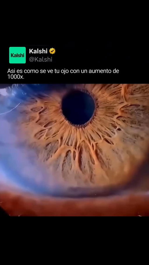 En su serie viral Your Beautiful Eyes (2012), el fotógrafo Suren Manvelyan reveló el mundo oculto del ojo humano. Bajo aumento extremo, el iris deja de ser liso y revela un paisaje tridimensional de tejido fibroso (estroma) con crestas y valles.

Esta estructura alberga la zona pupilar, el colarete (su parte más gruesa) y las criptas de Fuchs, unas pequeñas aberturas por donde fluyen los líquidos internos. En el centro, la pupila se revela no como un punto negro, sino como un verdadero vacío que se expande y contrae mediante músculos. Incluso lo más familiar en nosotros esconde mundos invisibles. 

#kalshi #kalshiespañol
