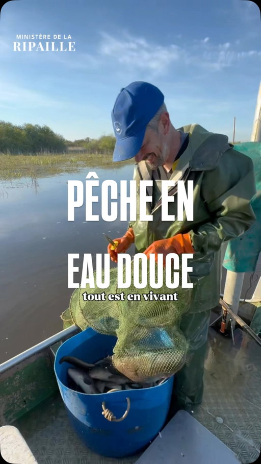 🚨 LE SCANDALE DU POISSON FRANÇAIS 🇫🇷🐟

On mange du saumon venu de Norvège, du cabillaud venu du Nord, des crevettes venues de l’autre bout du monde…

Pendant ce temps, certains poissons bien de chez nous ont quasiment disparu de nos assiettes.

Je suis allé à Nantes rencontrer Mathieu Pérou, chef étoilé du Manoir de la Régate, qui remet à l’honneur les poissons d’eau douce du lac de Grand-Lieu.

Brochet, sandre, perche, anguille… Ces poissons locaux faisaient autrefois partie de notre patrimoine culinaire français, avant d’être peu à peu oubliés.

Une immersion entre pêche, gastronomie française, cuisine locale, savoir-faire, terroir et patrimoine.

Et vous, quel poisson d’eau douce avez-vous déjà mangé ? 👇

#gastronomiefrancaise
