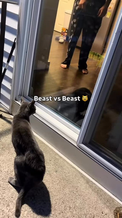 Angry mode on 😭

(Via: @feralfairyxx via Collab )

#fluffy #pets #cats