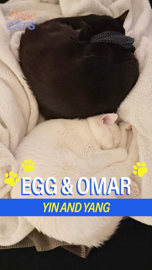 Meet Egg and Omar in Hell’s Kitchen, from the home of the delightful Vincent and Mazen. 

Two house cats so DOUBLE the fun and double the love from our friends at @smallsforcats