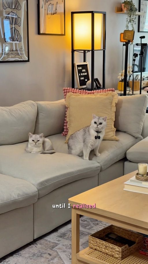 If you still smell the litter box after scooping… your litter might be the problem 👀🐾

As a cat parent, I want my home to feel fresh, clean even WITH A LITTER BOX.. yess! 

That’s why I switched to BoxiePro Deep Clean Litter. It has probiotics that help fight odors continuously, plus it forms tight clumps, is low dust, and low tracking.

Basically, it’s a litter box upgrade I wish I made sooner, and my cats  Mr. Beans and Casper definitely approves. 🐈🐾✨💃🏻

@boxiepet 

#boxiepartner #ad #ugc #contentcreator #reels
cats, cat ugc, pet ugc, lifestyle ugc, yap style ugc, toronto, canada content creator, toronto content creator, ugc content creator, pet ugc creator