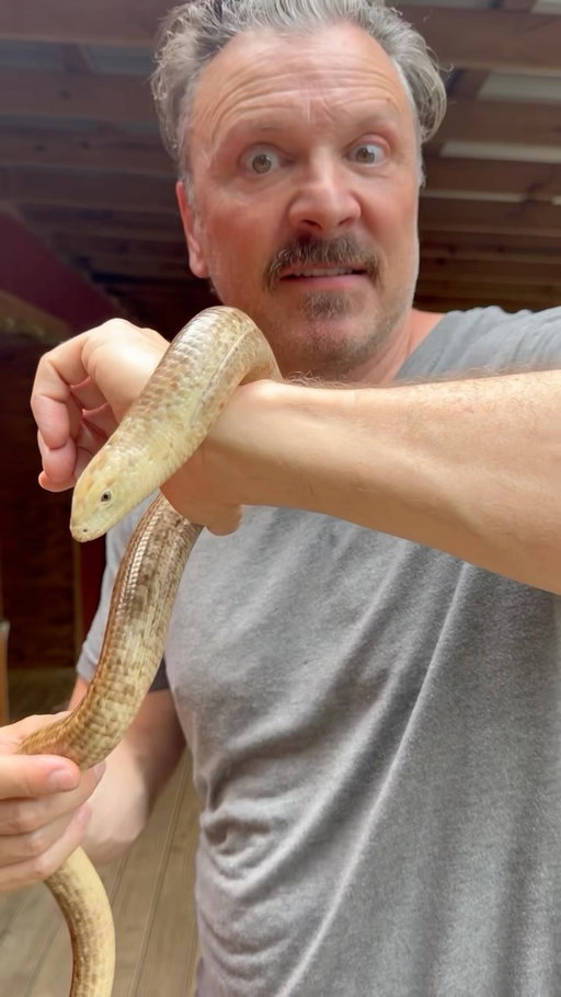 This is the giant European legless lizard!
It is the world’s largest legless lizard, with some adults reaching up to five feet!
How can you tell it’s not a snake?
It has ear openings.
It’s more narrow than most snakes its length.
It can drop its tail, which wriggles around to distract predators while the lizard escapes.
It has the face of a lizard, duh!
And it blinks!

#leglesslizard #glasslizard #reptilesofinstagram #naturelovers #lizardlovers