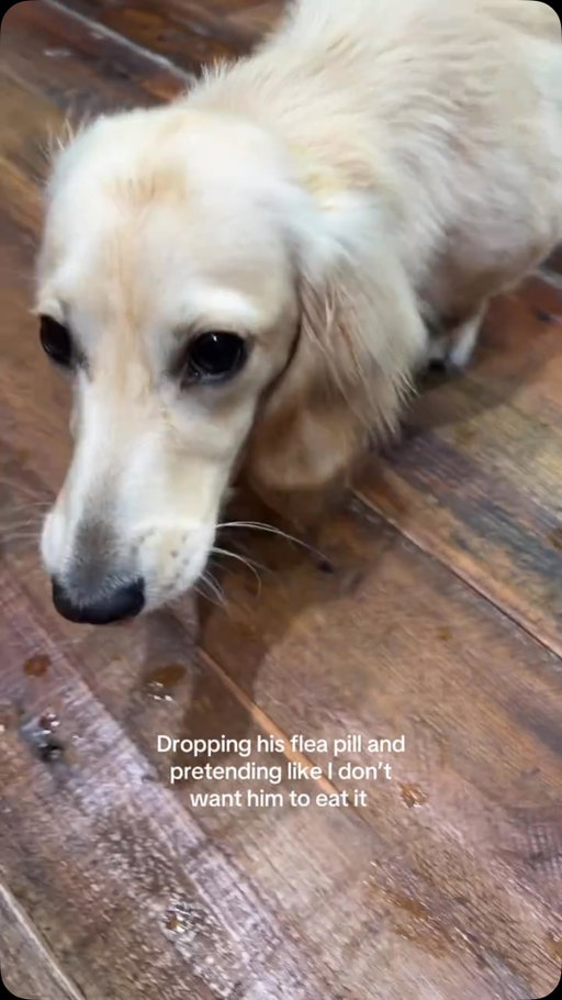 New trick 😭

(Via: Mar/tt )

#fluffy #pets #dogs