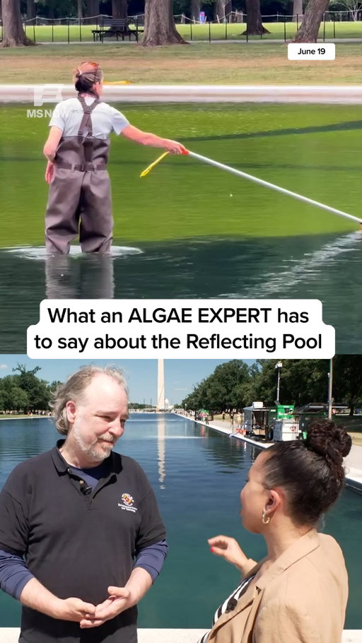 What does an algae expert have to say about the state of the Reflecting Pool? MS NOW’s @ariellehixson speaks with Dr. Peter May, an algal ecology engineering expert, about what’s going on.

#news