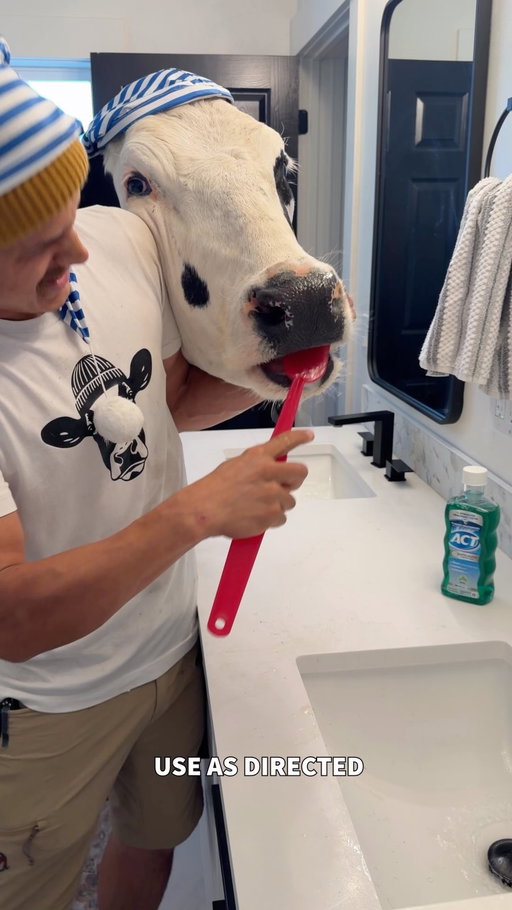 #ACTMouthwashPartner Trying to rush to work with Buttons isn’t easy, but preventing cavities with @actoralcare is! #cow #brucethecow