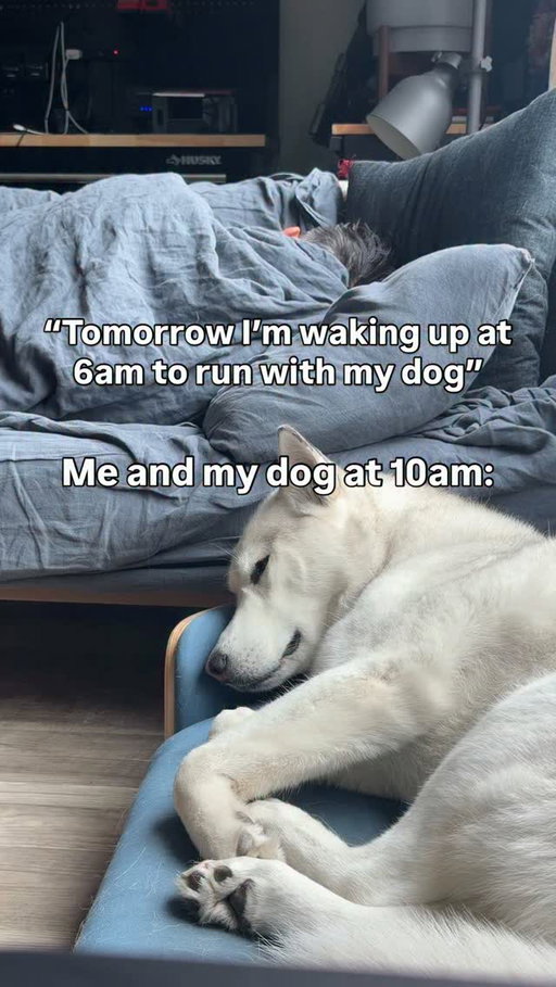 Only thing we’re running to is the snooze button #husky #huskylovers #huskyofinstagram
